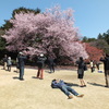 新宿御苑の寒桜と人々