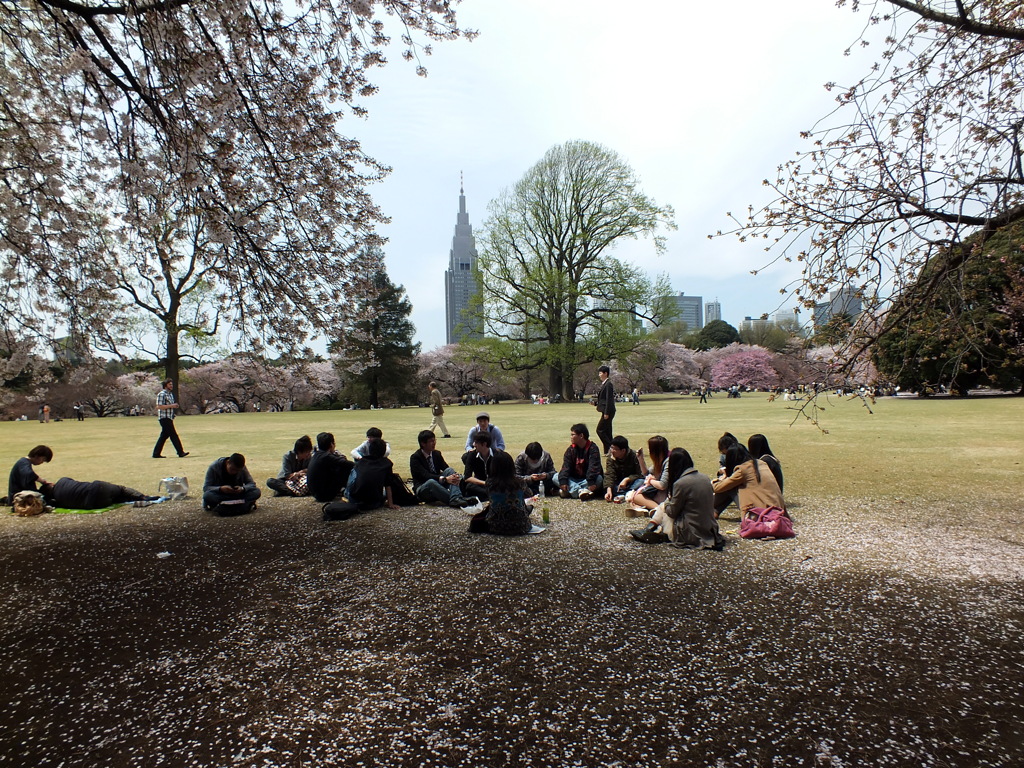 桜の下での勉強会