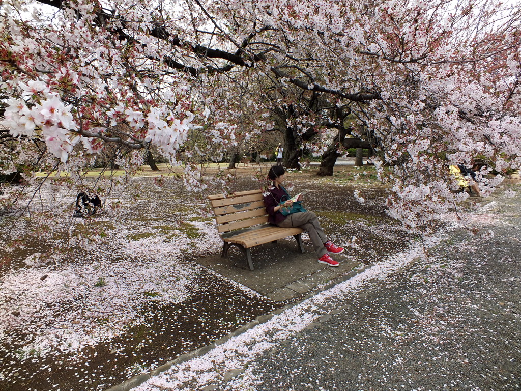 桜のじゅうたんの中での読書