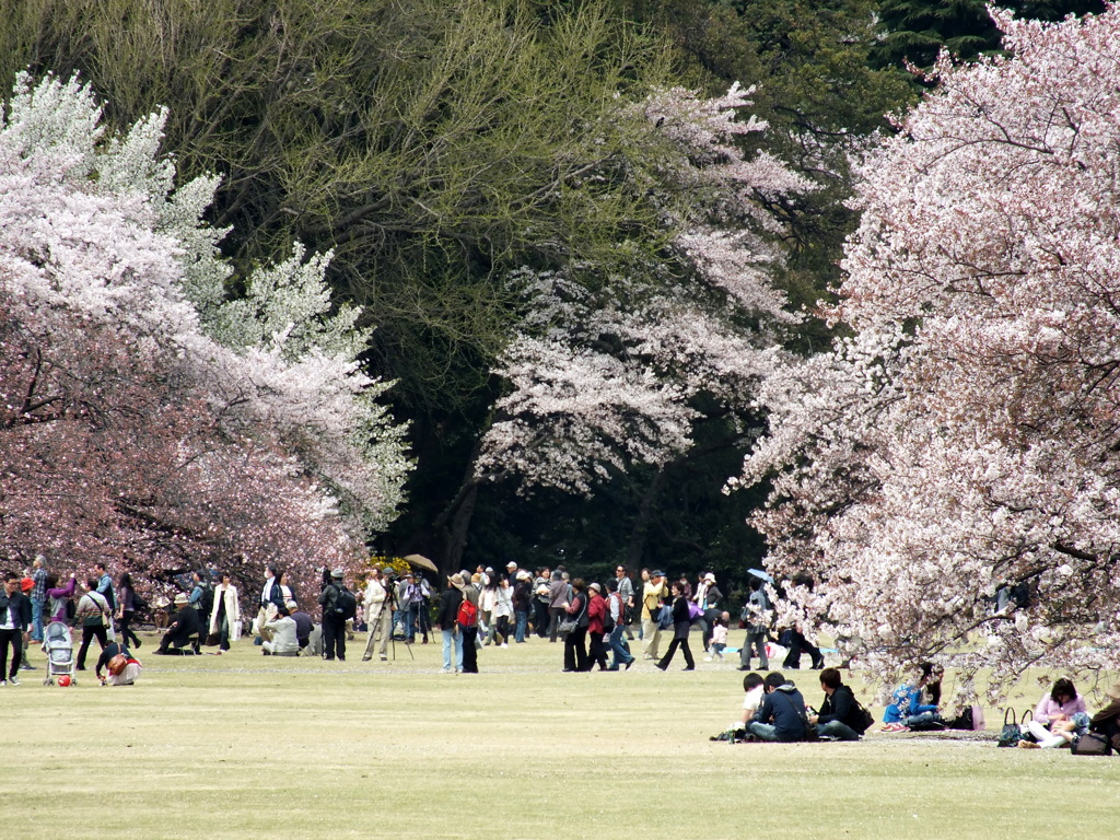 桜見とその群衆