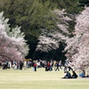 桜見とその群衆