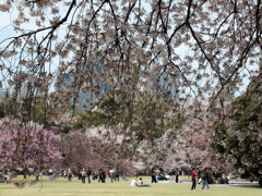 桜の中で