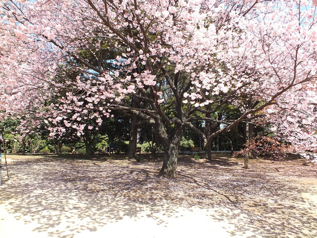 寒桜、光と影