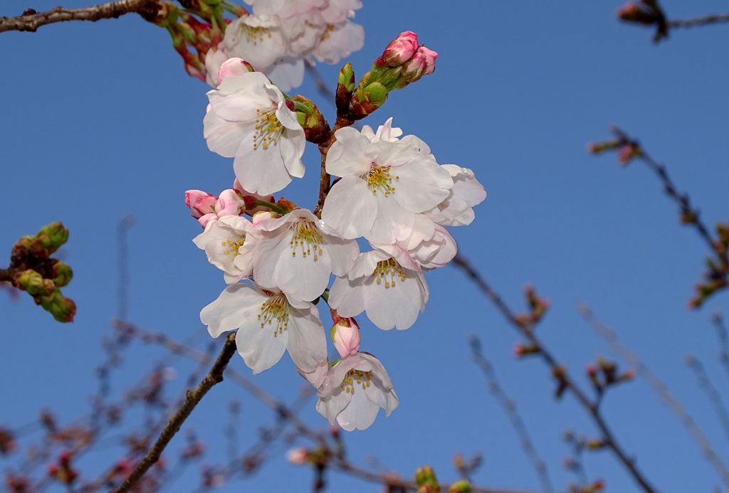 桜前線