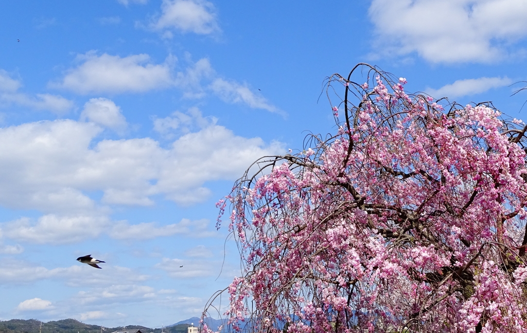 枝垂れ桜