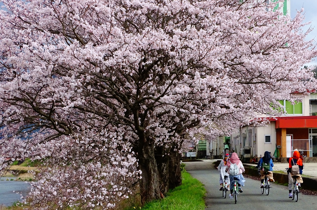 桜並木