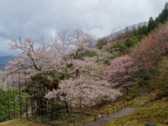 古代桜