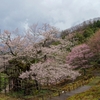 古代桜