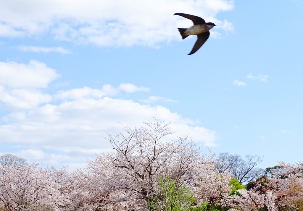 桜イワツバメ