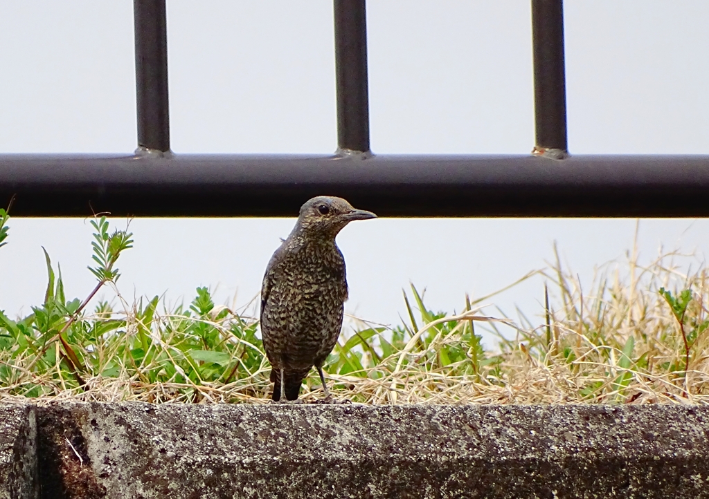 いかつい