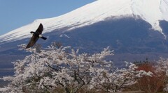 イワツバメ