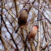 pair