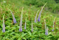 伊吹山の花