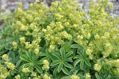 スイスアルプスの花