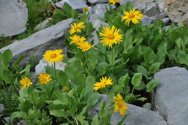 スイスアルプスの花