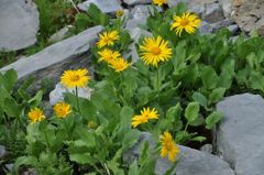 スイスアルプスの花