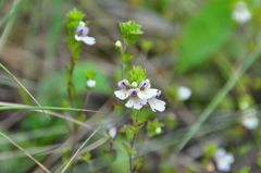 白馬五竜の花