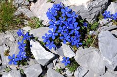 スイスアルプスの花