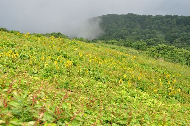 伊吹山の花