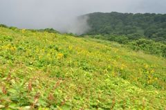 伊吹山の花