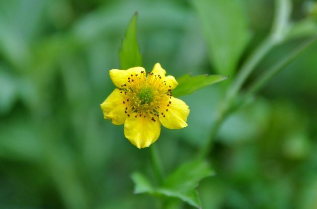 伊吹山の花