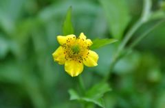 伊吹山の花