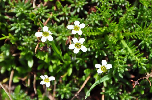 スイスアルプスの花
