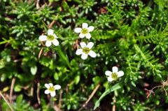 スイスアルプスの花
