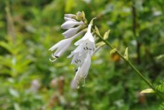伊吹山の花
