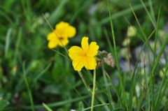 スイスアルプスの花