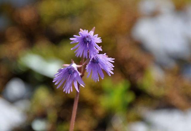 スイスアルプスの花