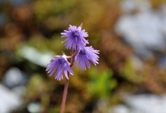 スイスアルプスの花