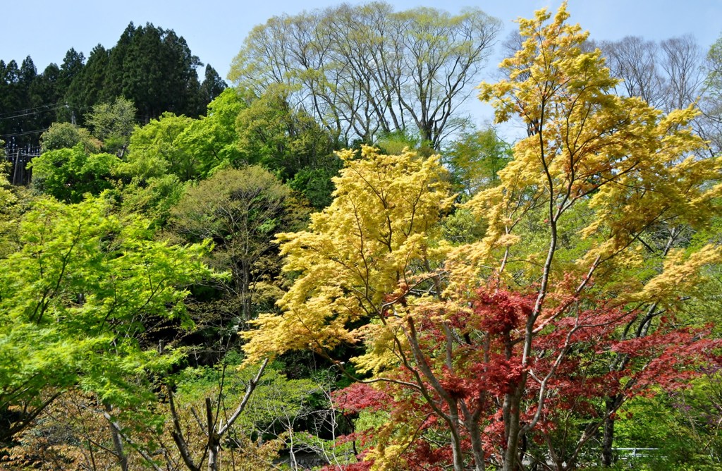 新芽
