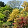 新芽