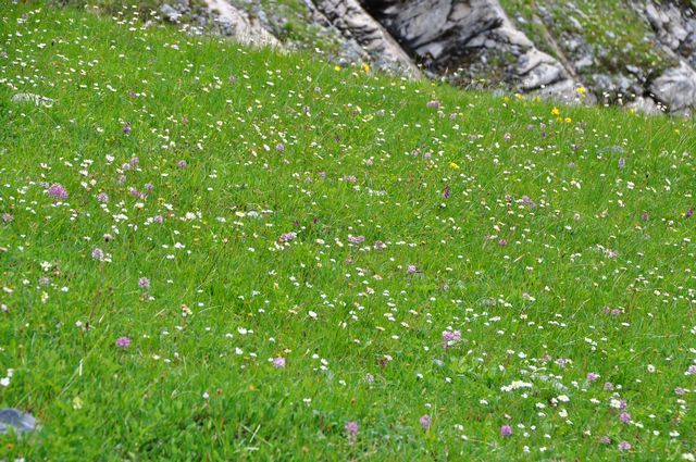 スイスアルプスの花