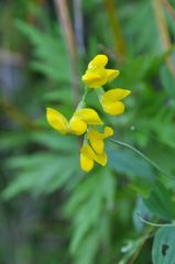 伊吹山の花