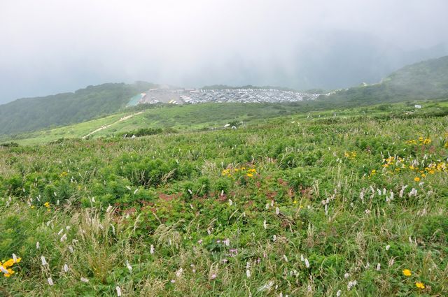 伊吹山の花