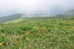 伊吹山の花