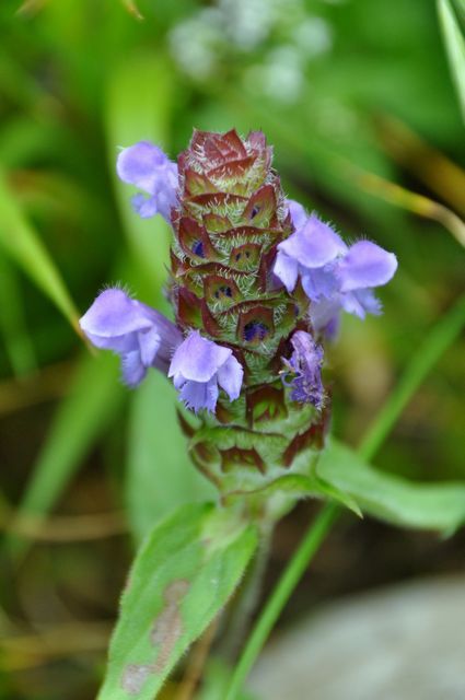 伊吹山の花 