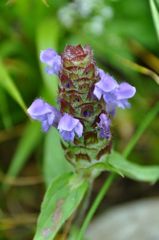 伊吹山の花 