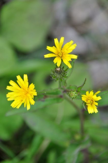 伊吹山の花 