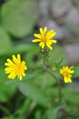 伊吹山の花 