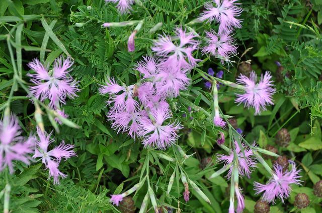 伊吹山の花 