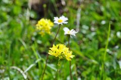 スイスアルプスの花