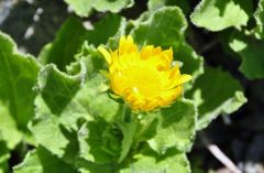 スイスアルプスの花