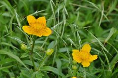 伊吹山の花