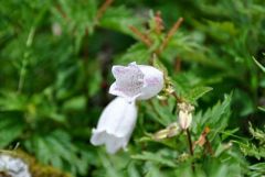 伊吹山の花 