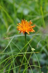 スイスアルプスの花