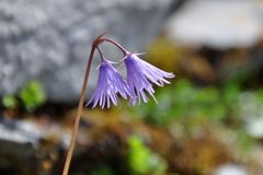 スイスアルプスの花