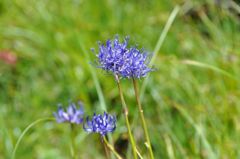 スイスアルプスの花